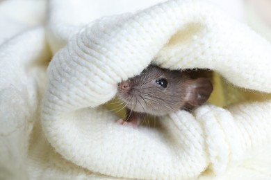 Photo of Cute small rat wrapped in white knitted plaid, closeup