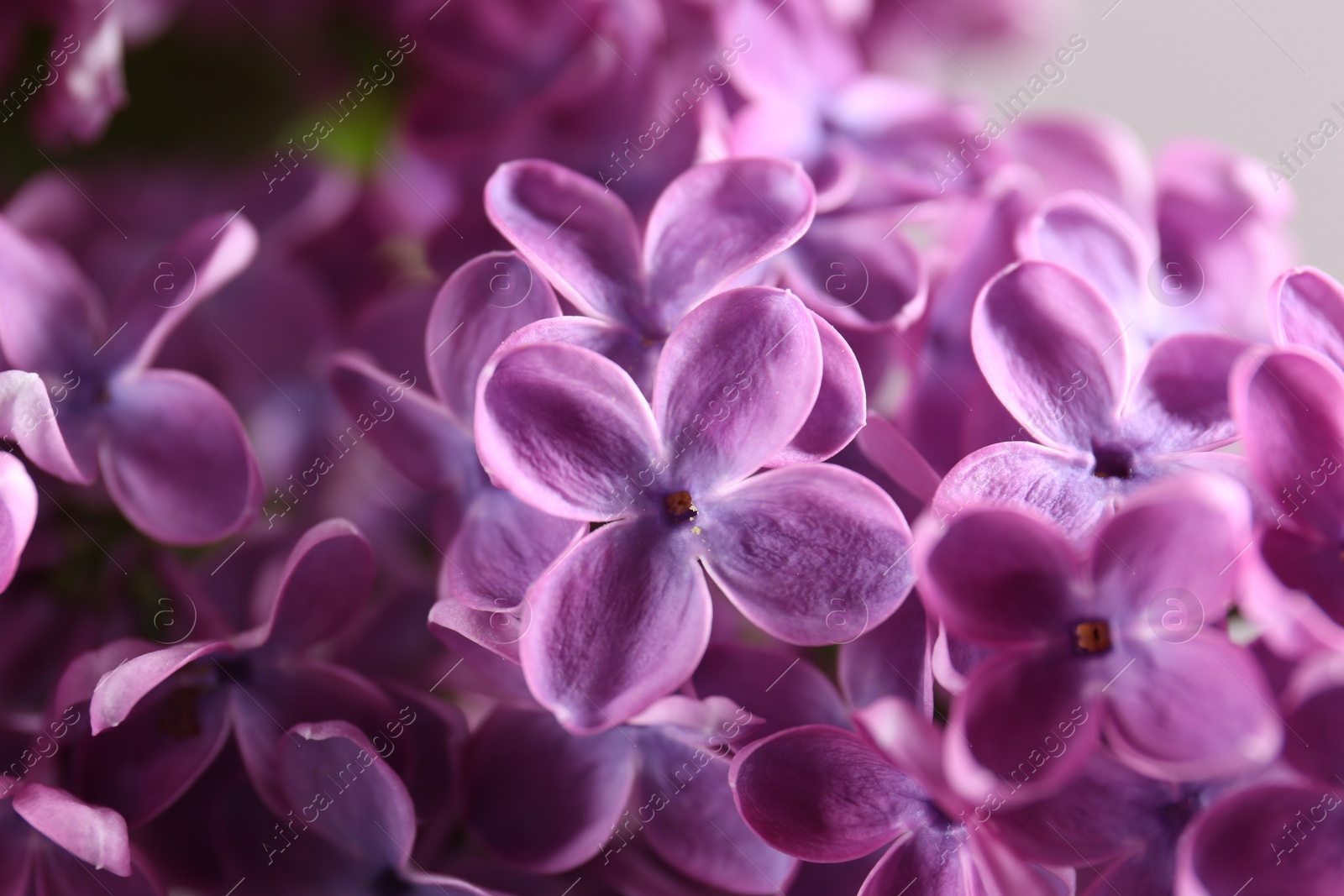 Photo of Beautiful blooming lilac flowers on blurred background, closeup