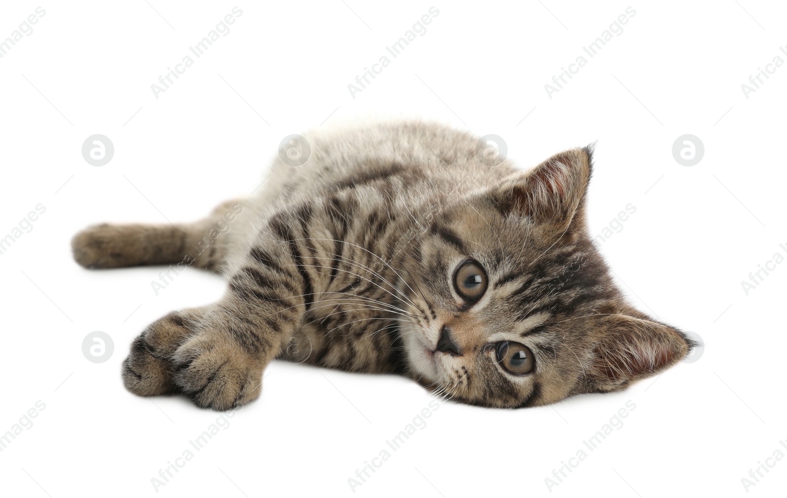 Photo of Cute tabby kitten on white background. Baby animal