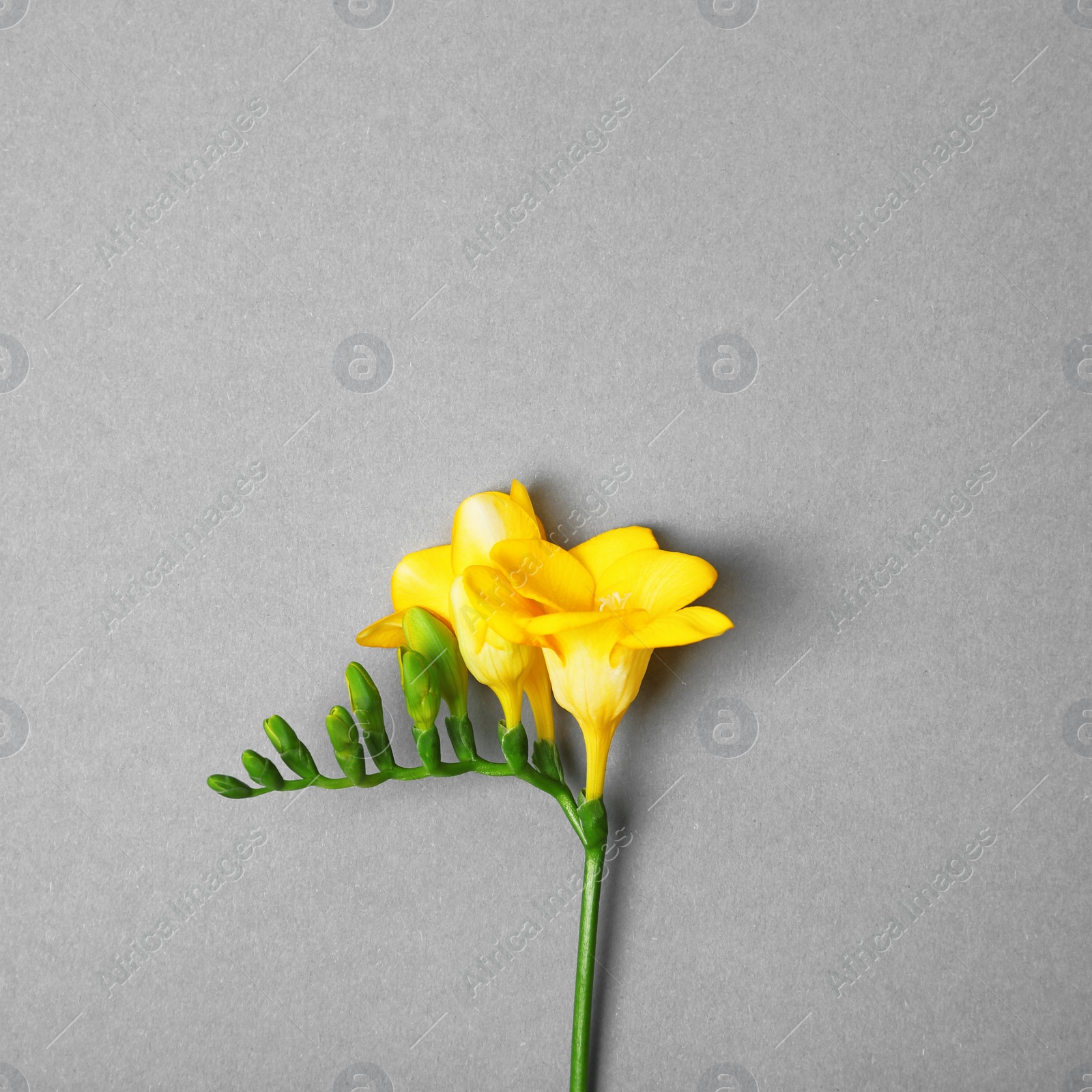 Photo of Beautiful freesia on grey background