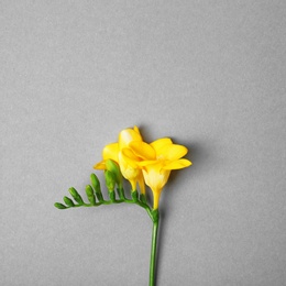 Photo of Beautiful freesia on grey background