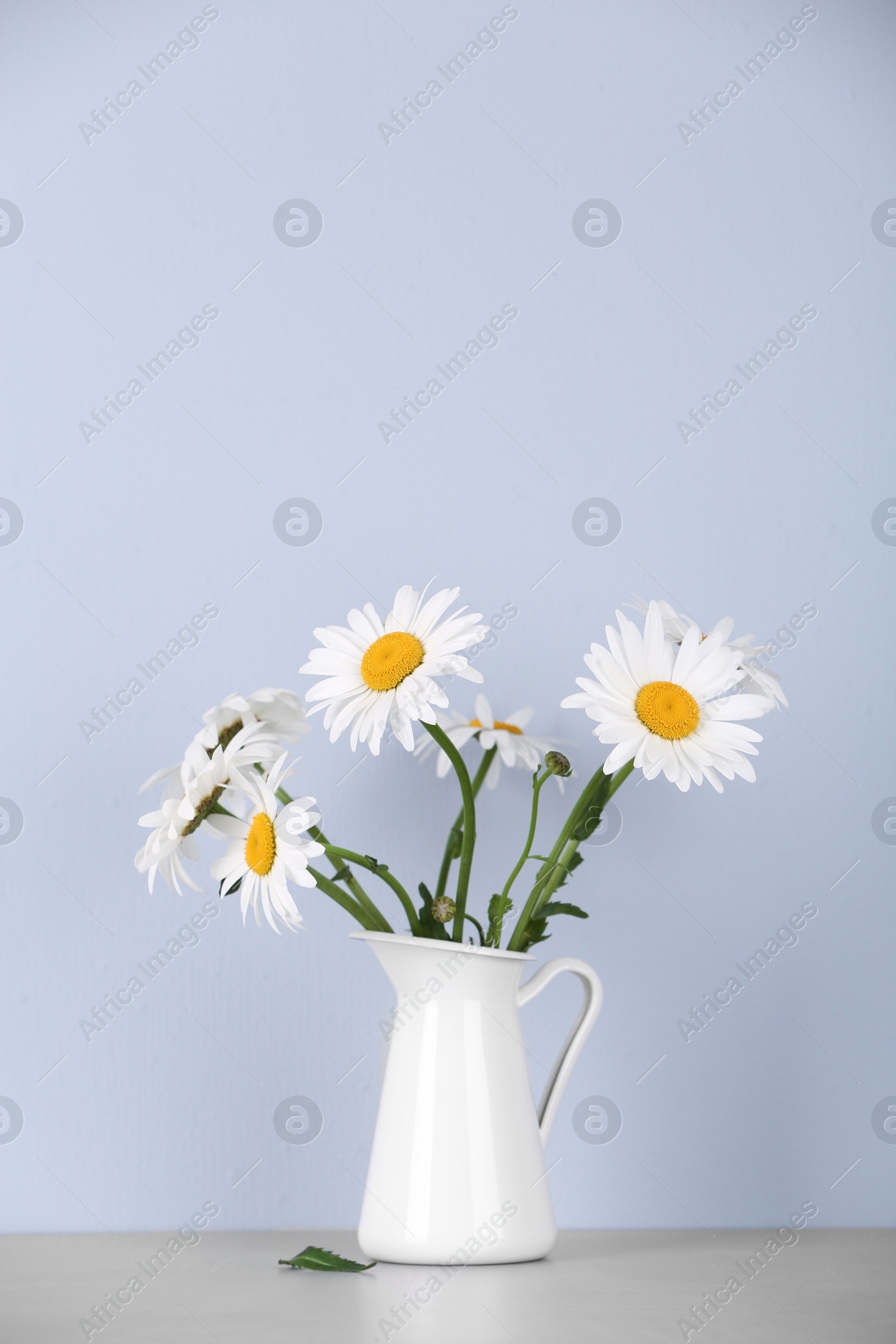 Photo of Beautiful tender chamomile flowers in jug on table against light background
