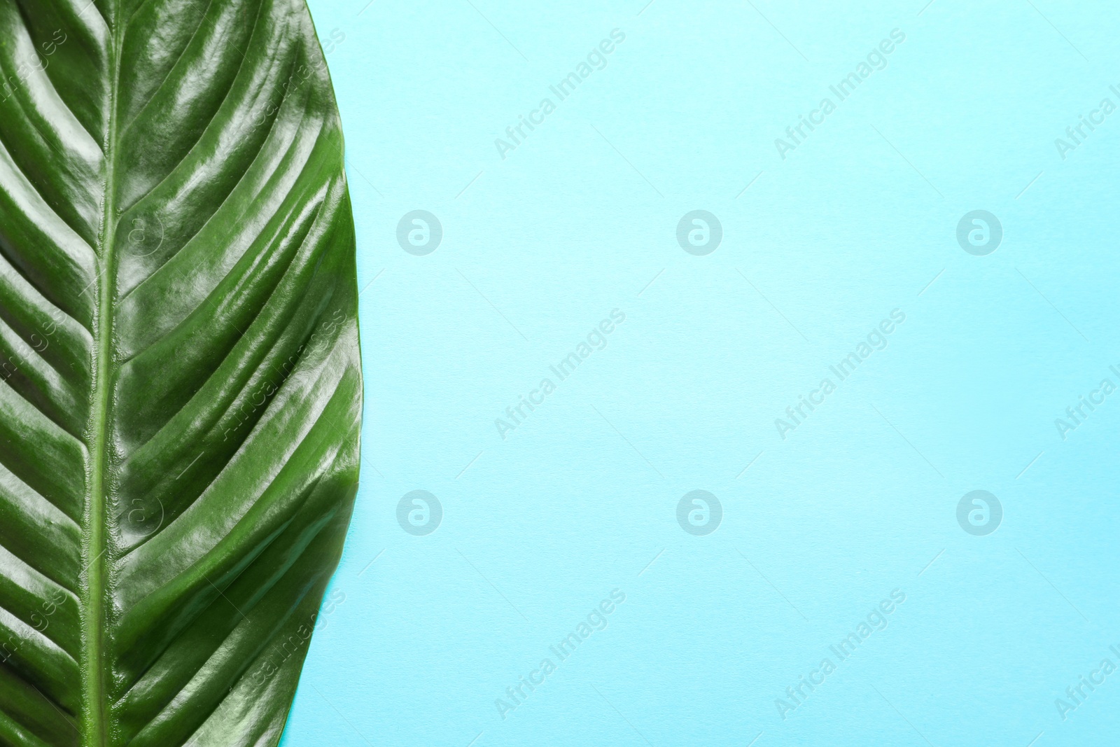 Photo of Beautiful tropical Spathiphyllum leaf on color background, top view