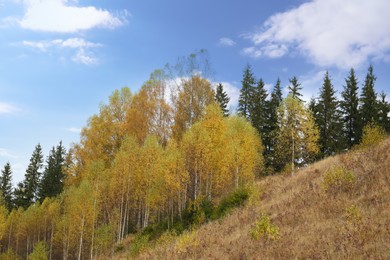 Beautiful view of birch grove on hill. Autumn season