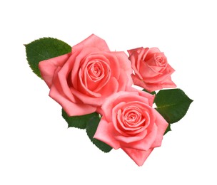 Image of Beautiful pink roses with green leaves on white background