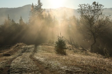 Picturesque view of foggy forest in morning. Beautiful mountain landscape