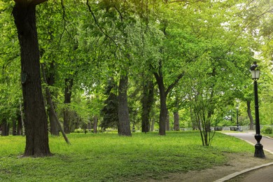 Photo of Beautiful green trees in park on sunny day
