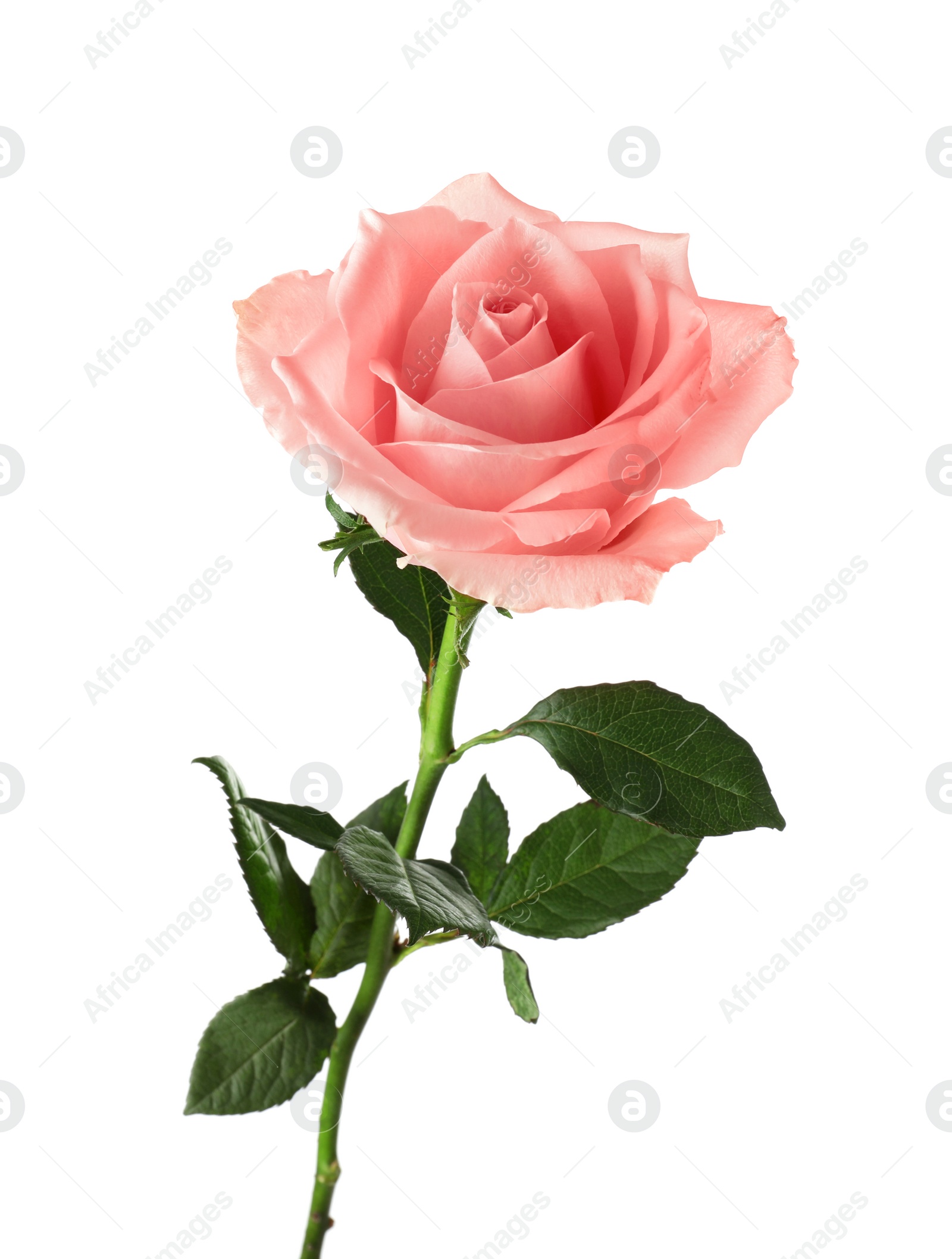 Photo of Beautiful blooming rose flower on white background