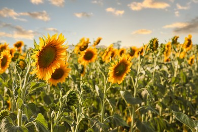 Photo of Sunflowers growing in field outdoors on sunny day