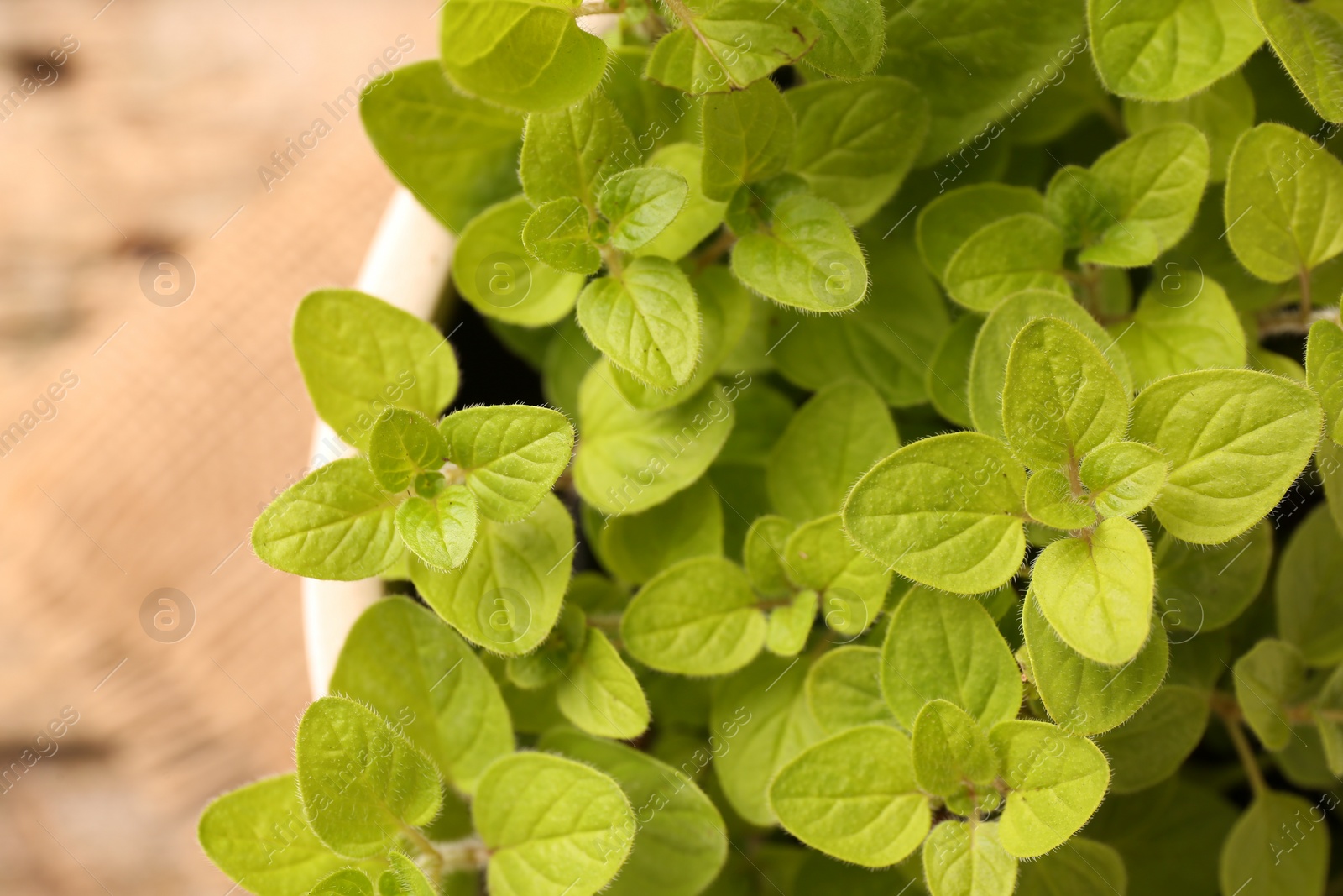 Photo of Aromatic oregano growing in pot on table, top view. Space for text