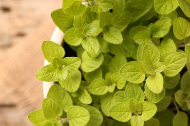 Aromatic oregano growing in pot on table, top view. Space for text