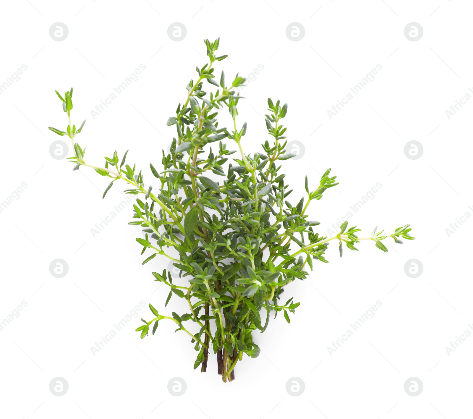 Photo of Bunch of fresh thyme isolated on white