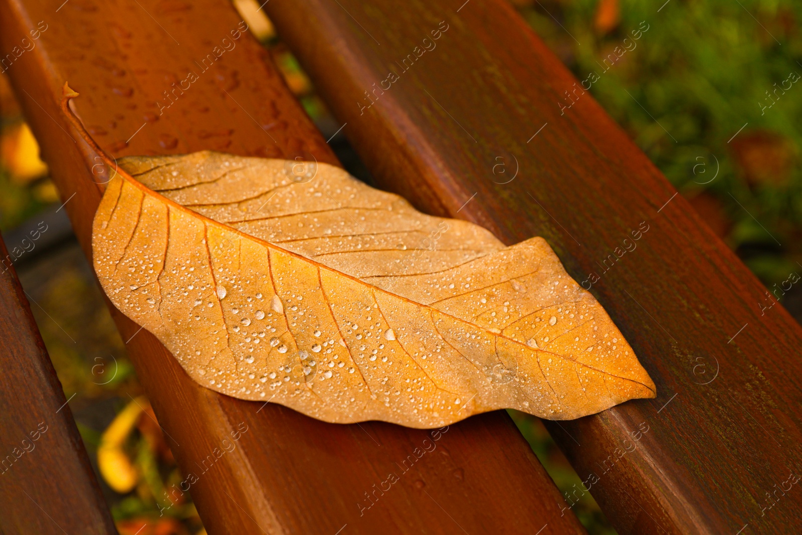 Photo of Beautiful yellowed leaf with dew on wooden bench in park, closeup