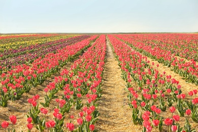 Field with fresh beautiful tulips. Blooming spring flowers