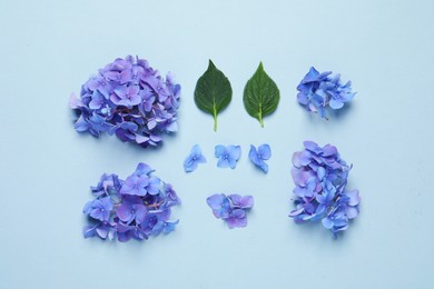 Beautiful hortensia flowers and green leaves on light blue background, flat lay