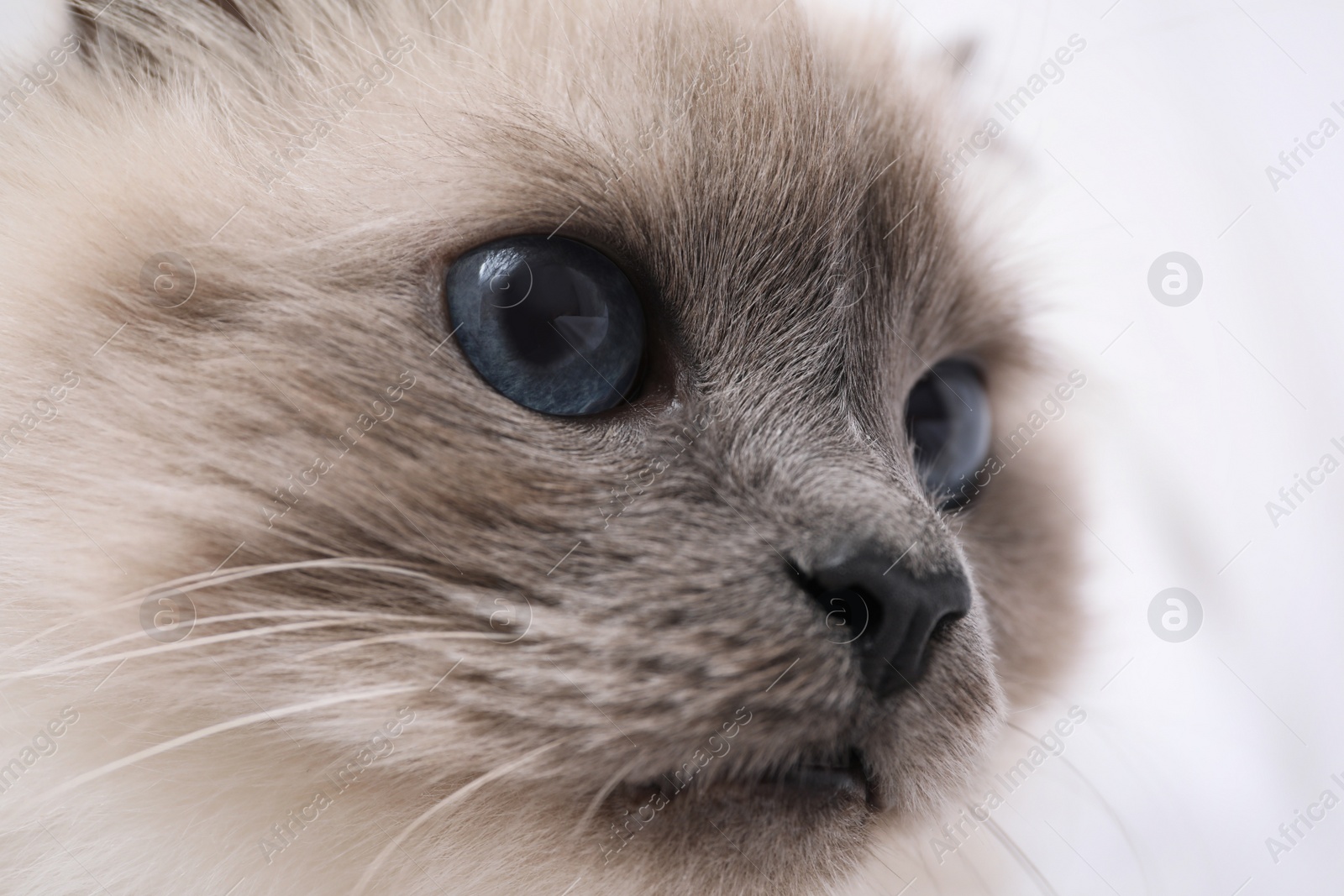 Photo of Birman cat with beautiful blue eyes on light background, closeup