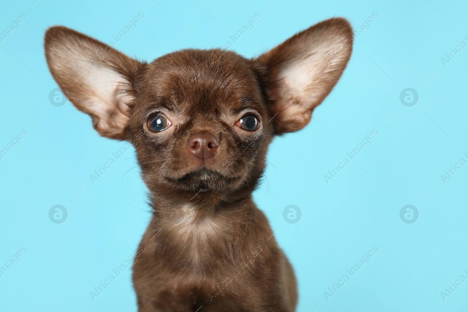 Photo of Cute small Chihuahua dog on light blue background