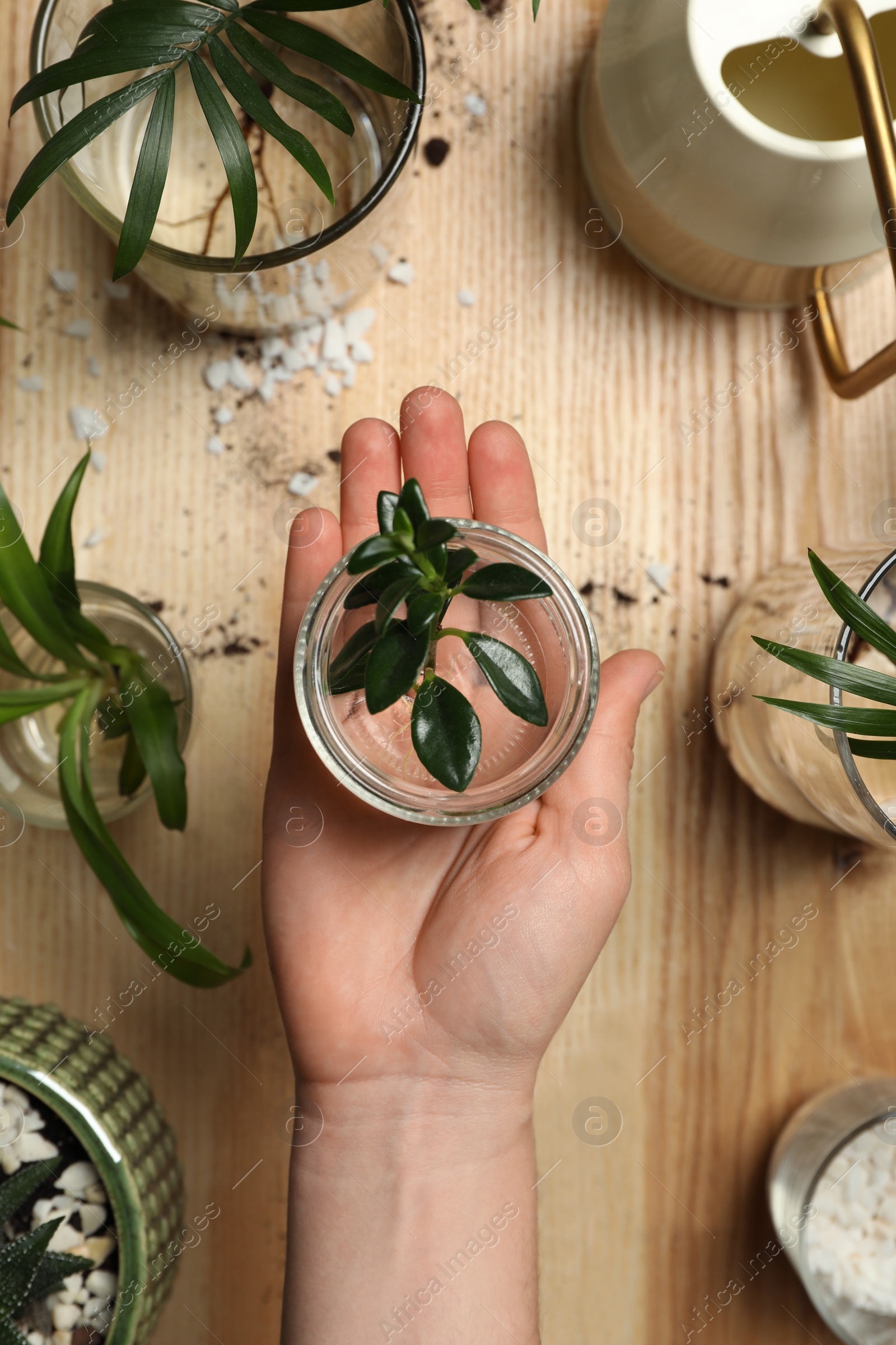 Photo of Woman holding house plant above wooden table, top view