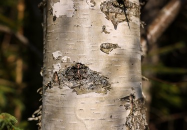 Beautiful birch outdoors on sunny day, closeup view of tree trunk