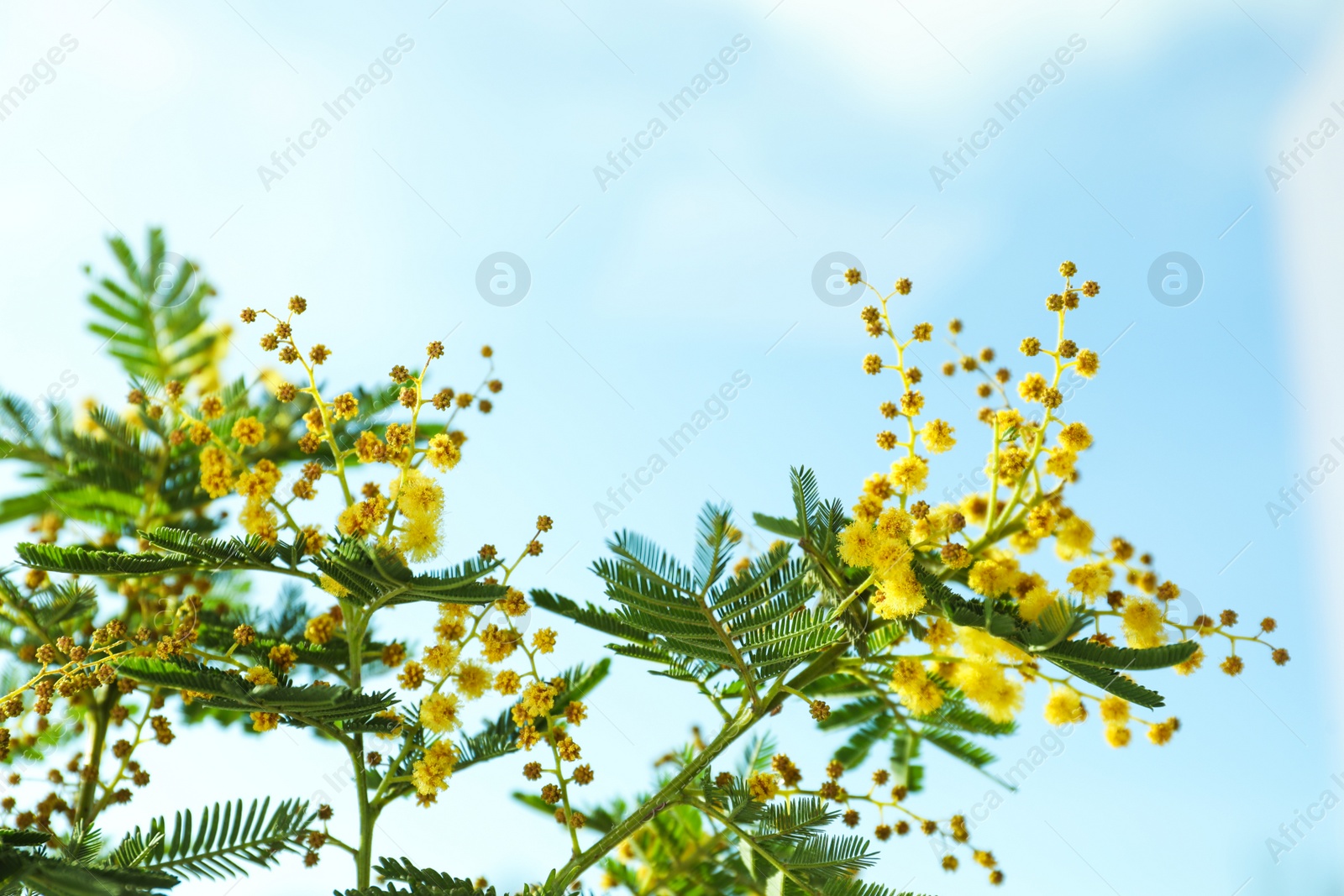 Photo of Beautiful view of mimosa tree with bright yellow flowers against blue sky