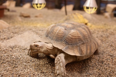 Photo of Beautiful exotic turtle basking under lamp in zoo