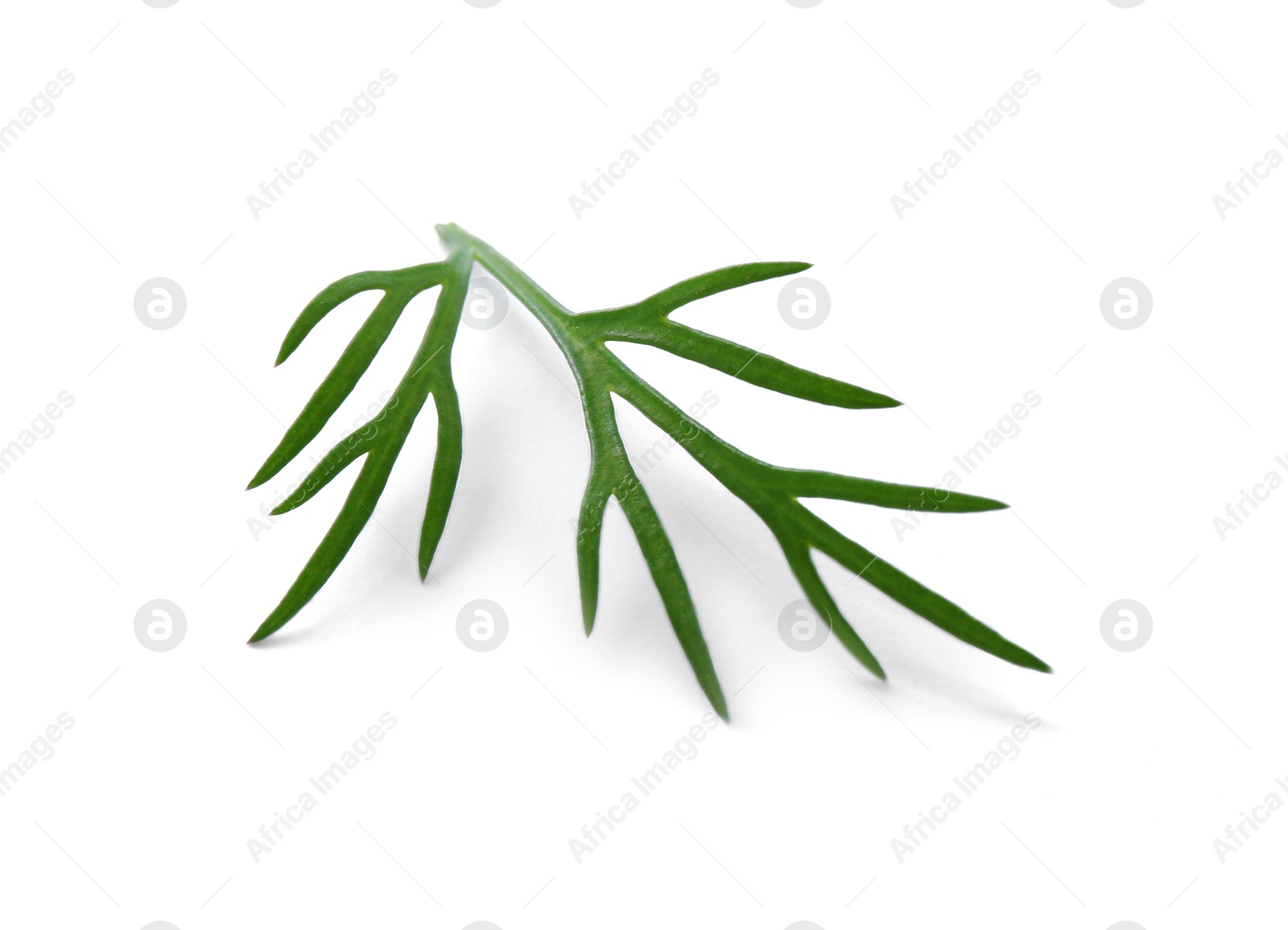 Photo of Sprig of fresh dill isolated on white