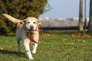 Photo of Yellow Labrador fetching collar in park on sunny day