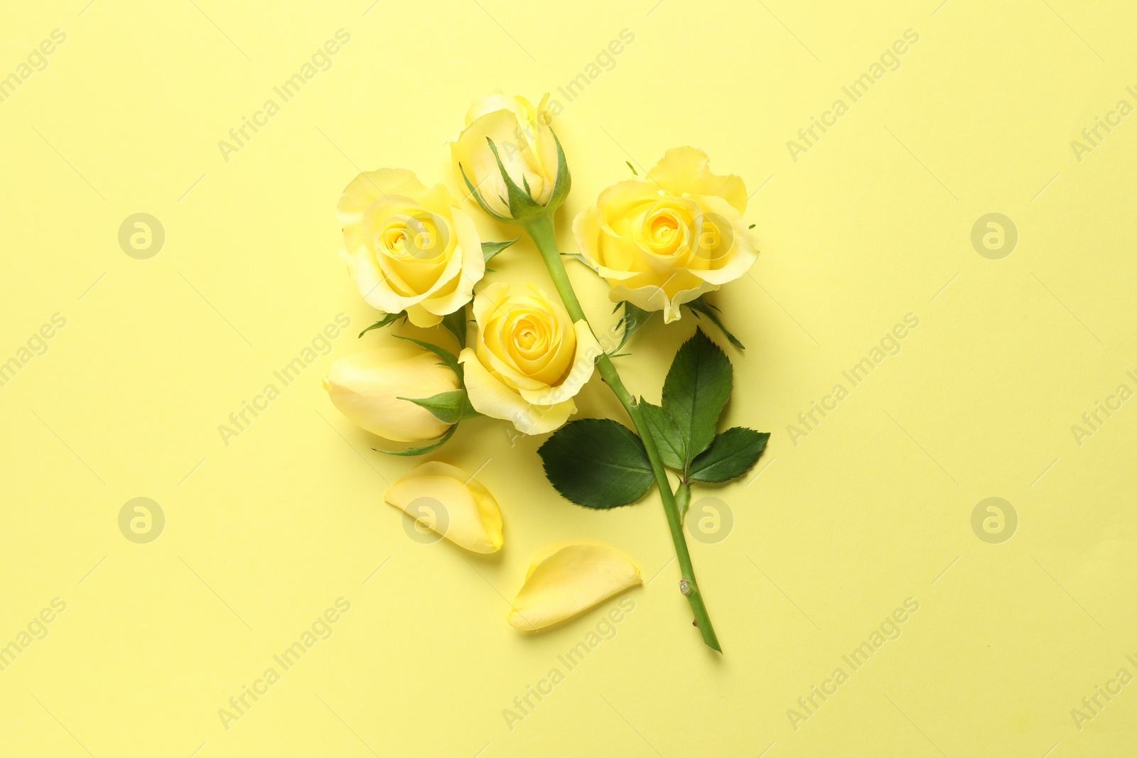 Photo of Beautiful roses and petals on yellow background, flat lay