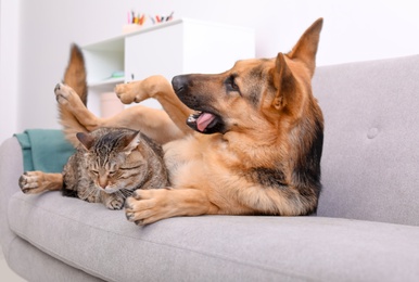 Photo of Adorable cat and dog resting together on sofa indoors. Animal friendship