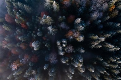 Image of Aerial view of trees covered with hoarfrost in morning. Misty autumn forest. Drone photography