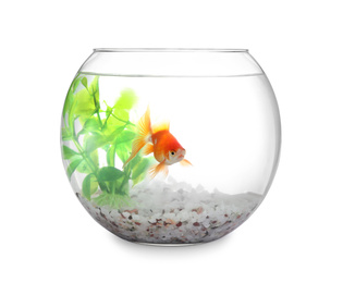 Beautiful bright small goldfish in round glass aquarium isolated on white