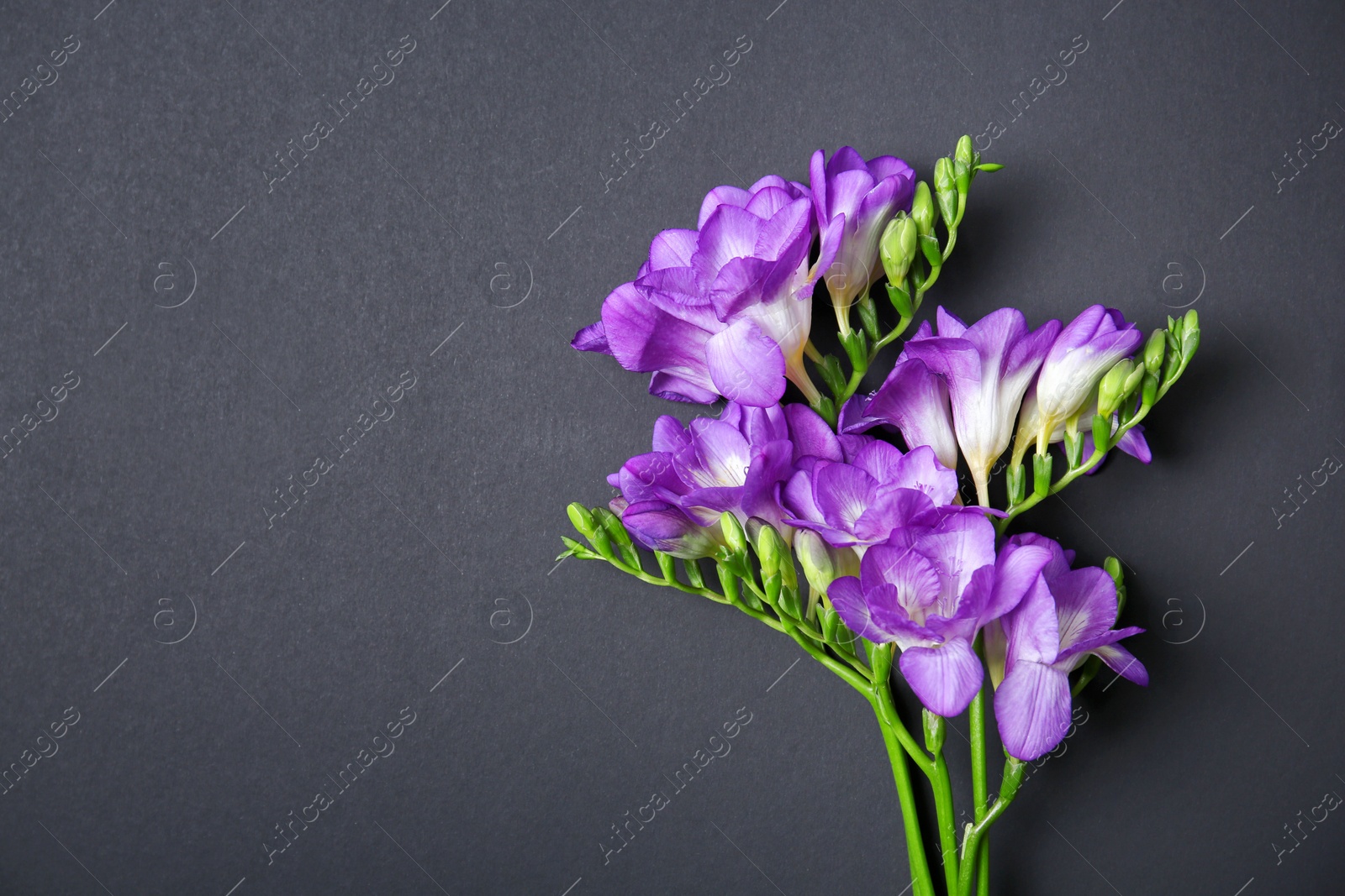 Photo of Beautiful freesia flowers on dark background