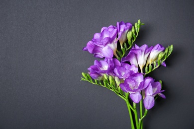 Photo of Beautiful freesia flowers on dark background