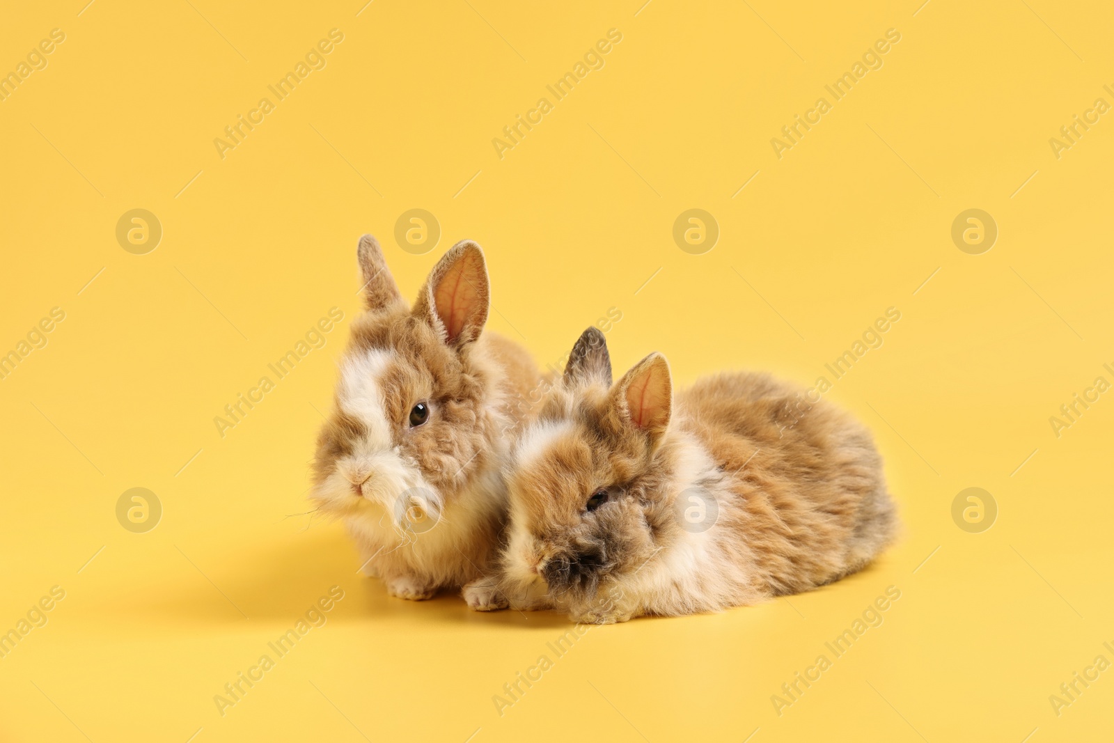 Photo of Cute little rabbits on yellow background. Adorable pet