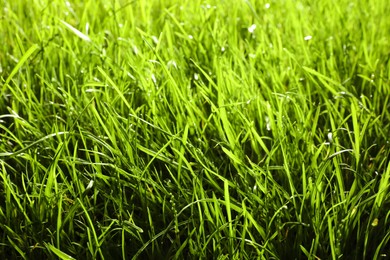 Beautiful lush green grass as background, closeup
