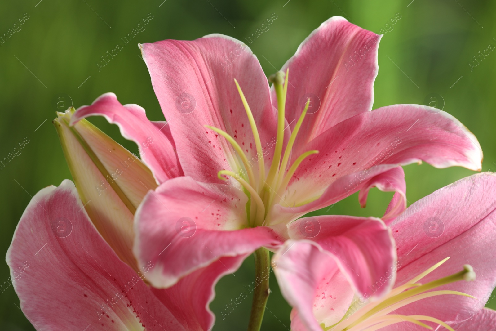 Photo of Beautiful pink lily flowers on blurred green background, closeup