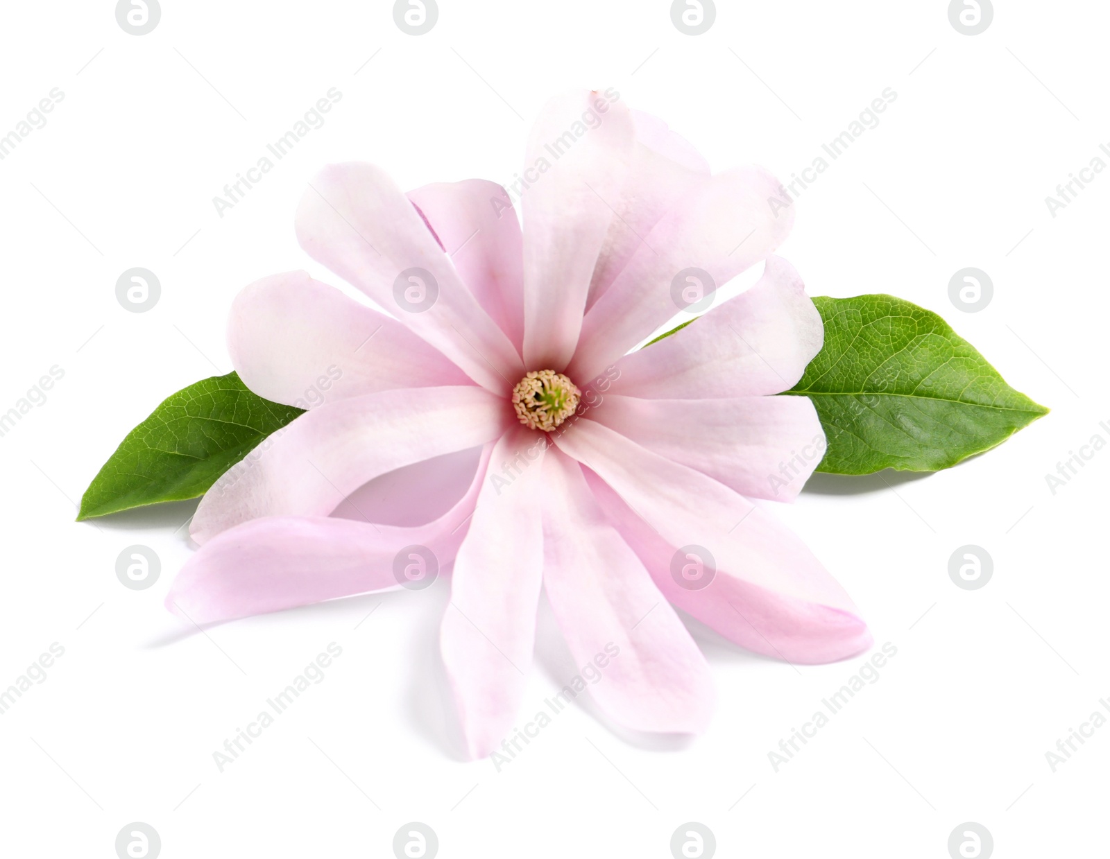 Photo of Beautiful pink magnolia flower with green leaves isolated on white