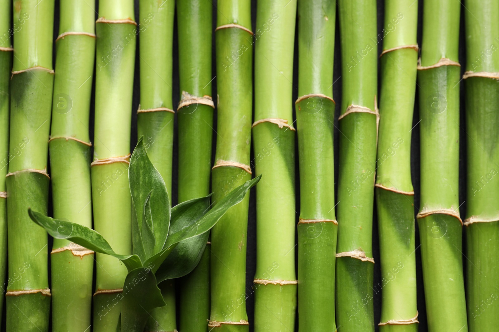 Photo of Green bamboo stems as background, top view