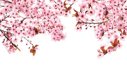 Image of Beautiful sakura tree branches with delicate pink flowers on white background