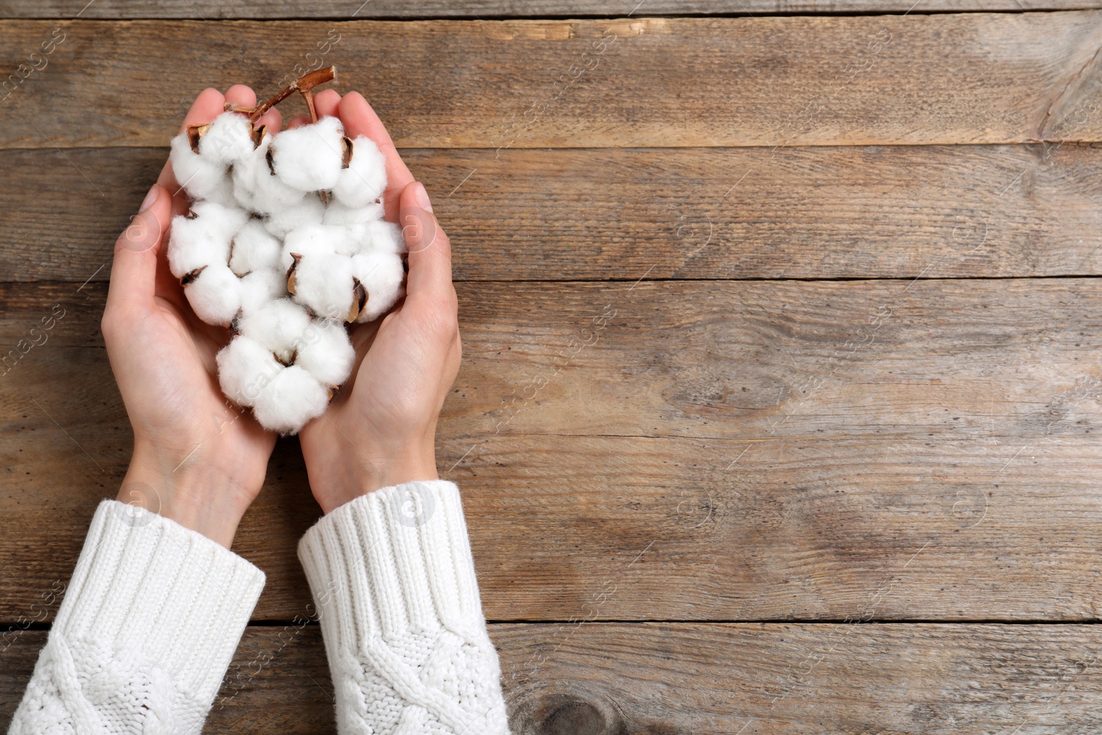 Photo of Woman holding cotton flowers on wooden background, top view. Space for text