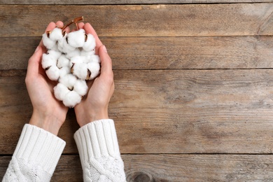 Woman holding cotton flowers on wooden background, top view. Space for text