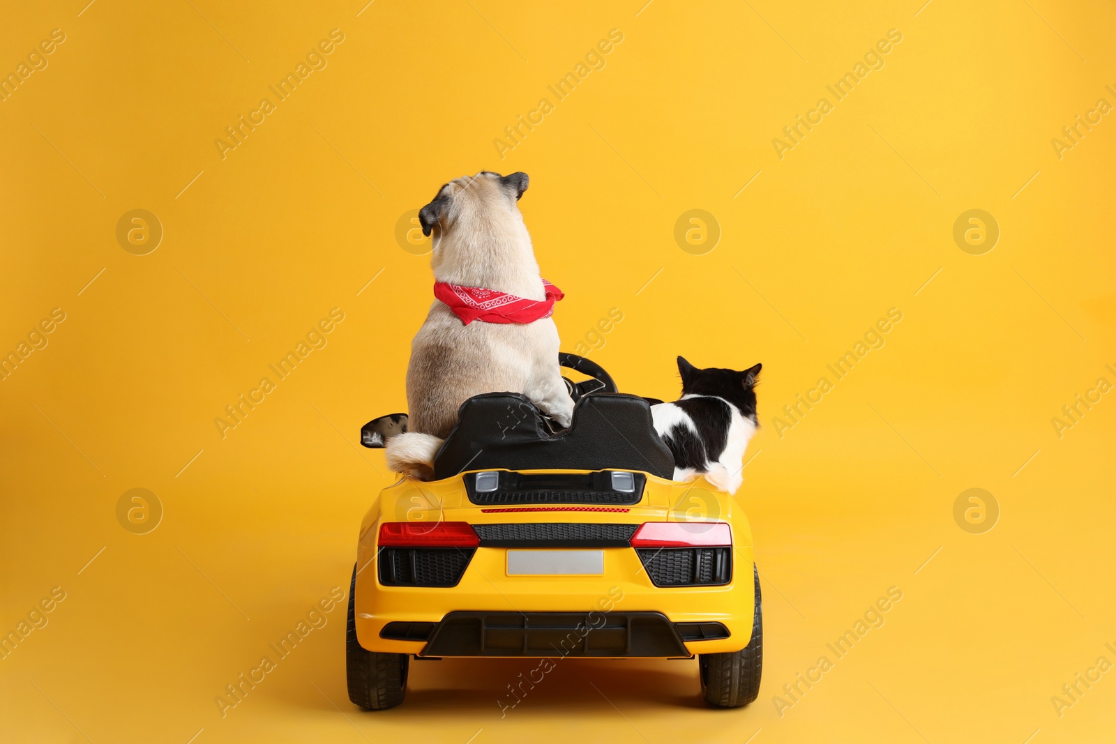 Photo of Cute pug dog and cat in toy car on yellow background, back view