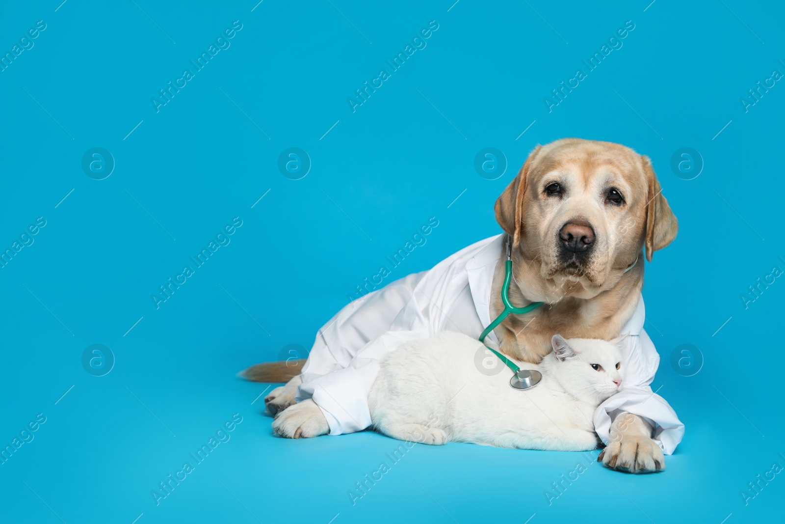 Photo of Cute Labrador dog in uniform with stethoscope as veterinarian and cat on light blue background