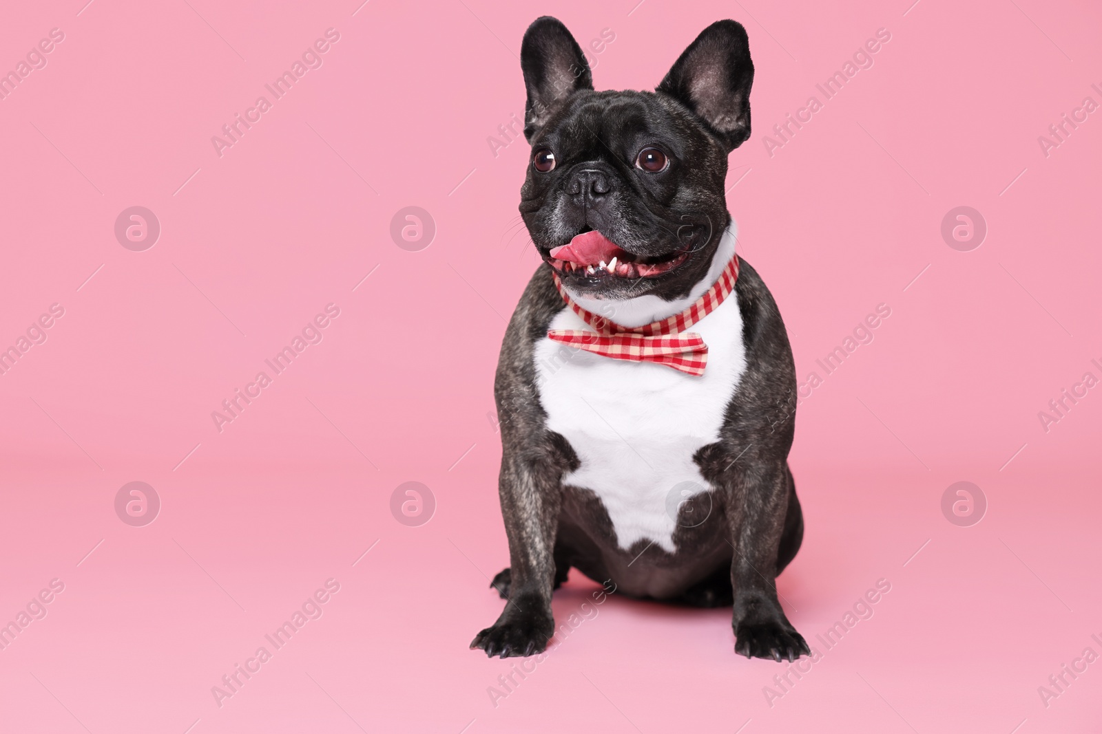 Photo of Adorable French Bulldog with bow tie on pink background, space for text