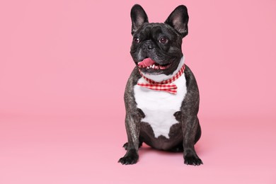 Adorable French Bulldog with bow tie on pink background, space for text