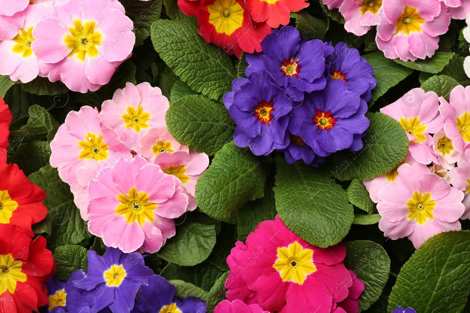 Photo of Beautiful primula (primrose) plants with colorful flowers as background, top view. Spring blossom