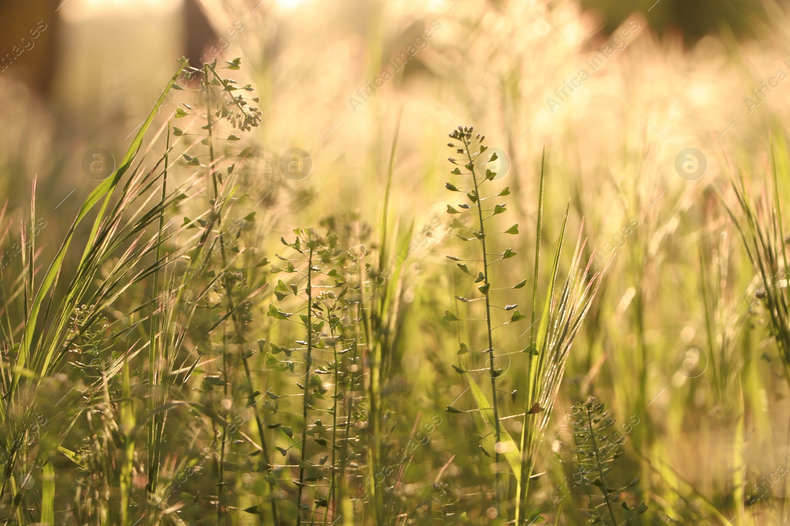 Photo of Lush grass and wild flowers in spring meadow