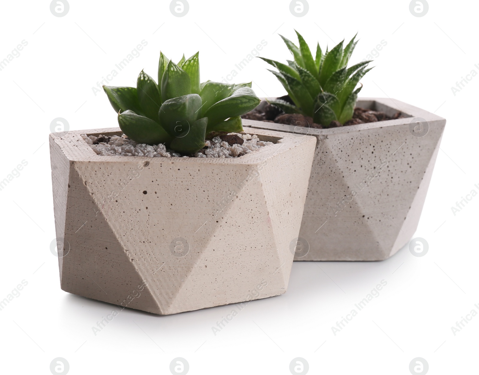 Photo of Succulent plants in concrete pots isolated on white