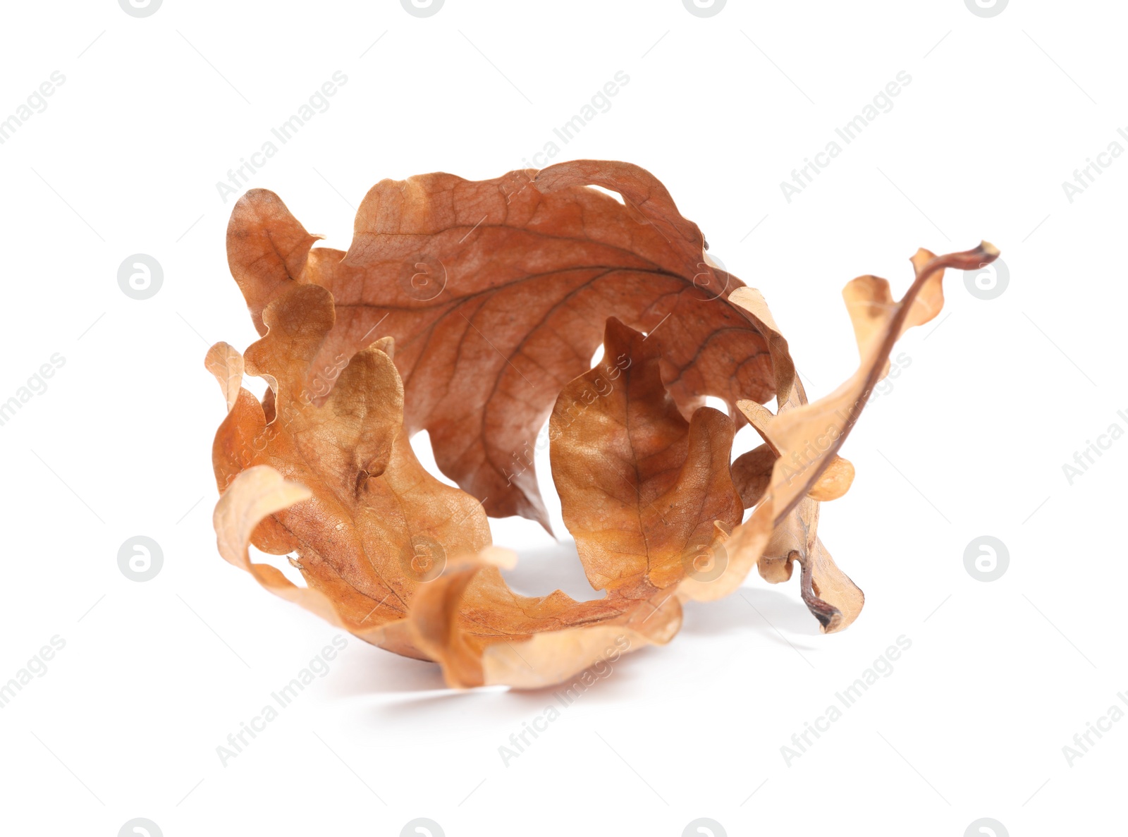 Photo of Autumn season. Dry oak leaves isolated on white