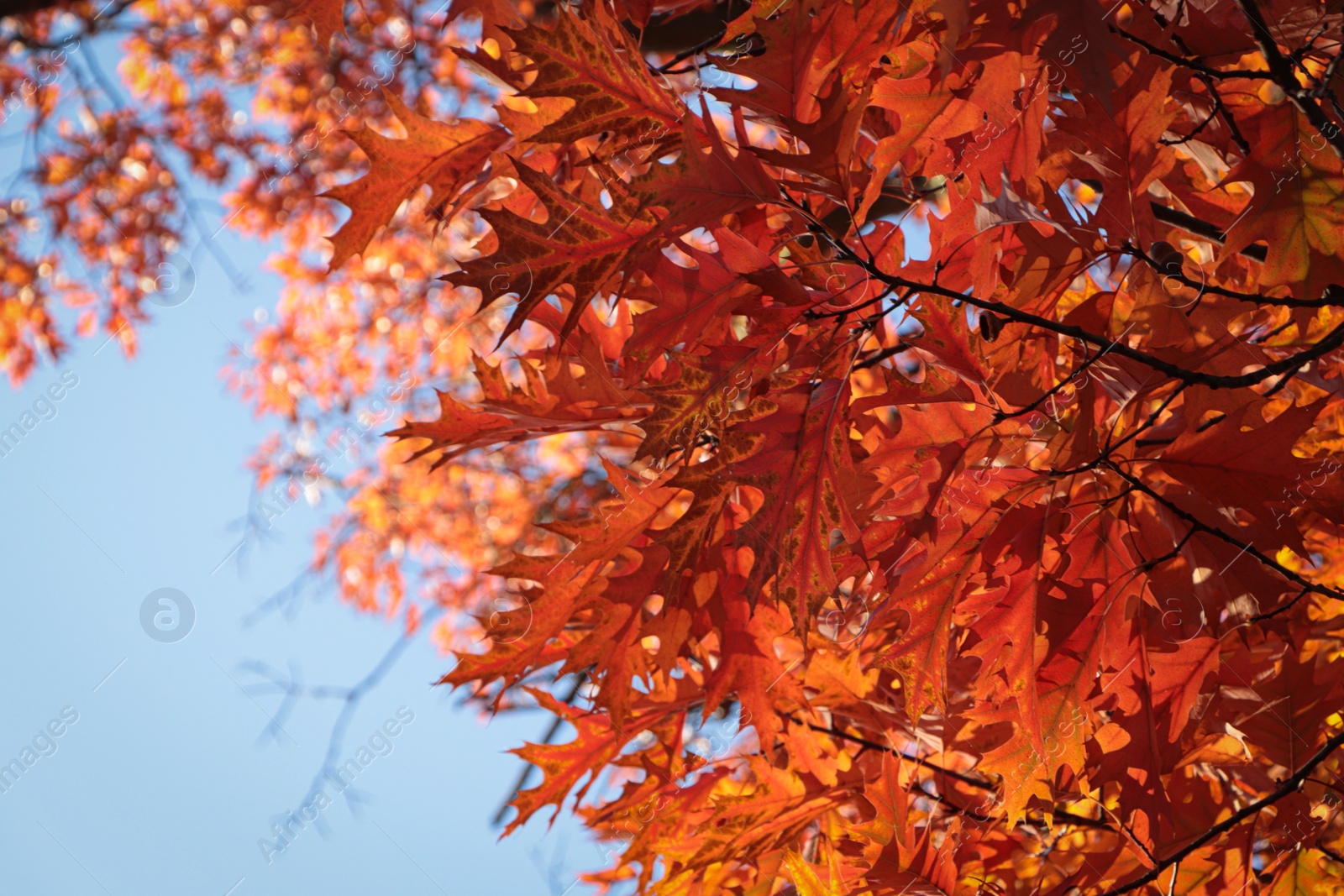 Photo of Beautiful trees with autumn leaves against sky on sunny day, low angle view